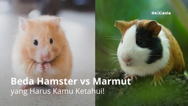 Jangan Salah, 7 Ini Perbedaan Hamster dan Marmut yang Harus Kamu Ketahui!