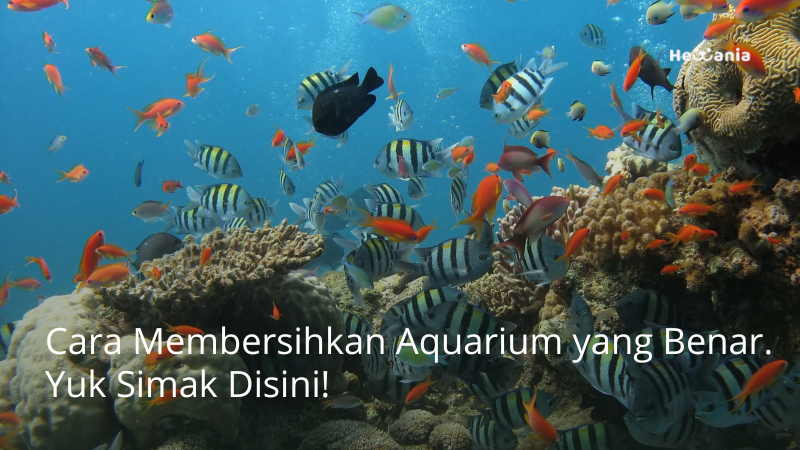 Cara Membersihkan Aquarium yang Benar. Simak!
