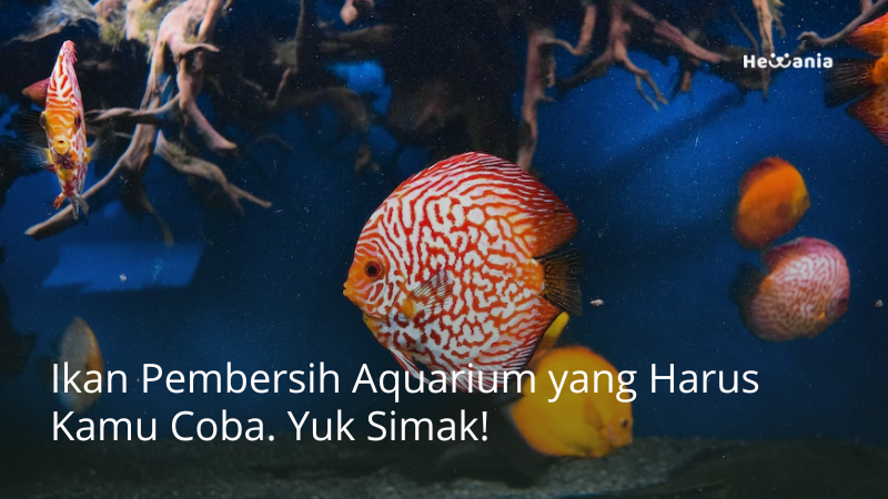 6 Rekomendasi Ikan Pembersih Aquarium. Yuk Simak!