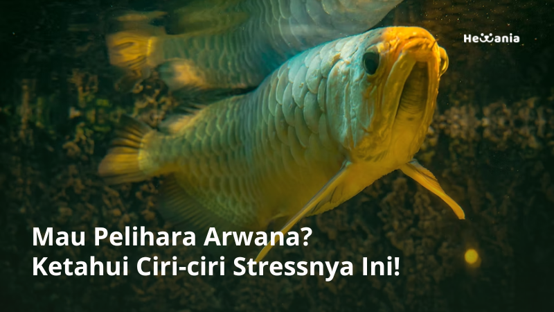Perhatikan, Ini 5 Ciri-ciri Ikan Arwana Stress!