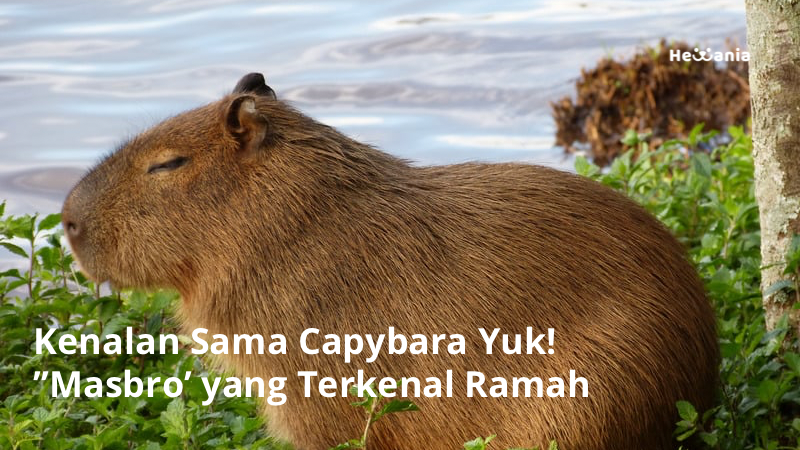 Mengenal Apa Itu Capybara, Hewan Ramah yang Punya Panggilan Masbro!