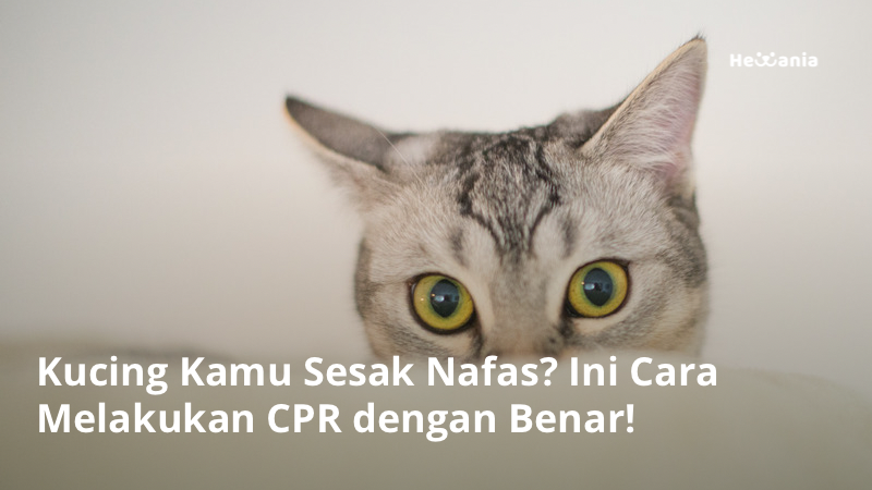 7 Cara Melakukan CPR pada Kucing dengan Benar