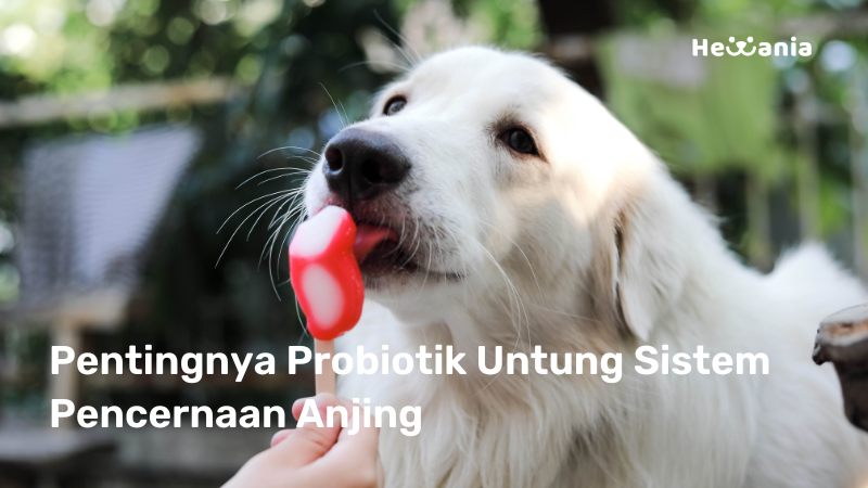 Pentingnya Probiotik Untuk Pencernaan Anjing