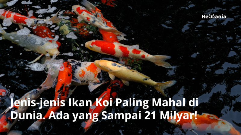 5 Ikan Koi Termahal. Ada yang Seharga 21 Milyar!