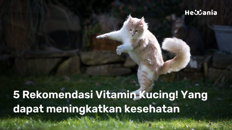Cara Meningkatkan Imun Kucing! Dengan Konsumsi 5 Vitamin Rekomendasi Ini