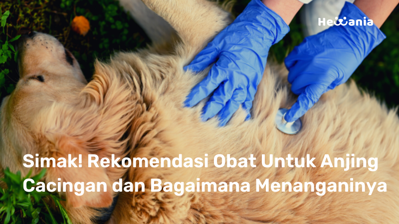 Rekomendasi Obat Cacing untuk Anjing dan Anjuran Pemakaiannya