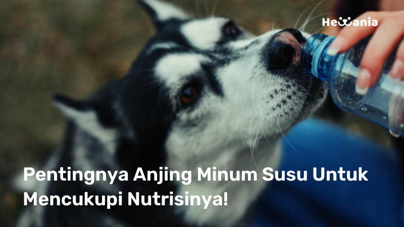 Apakah Anjing Diharuskan Minum Susu Untuk Meningkatkan Kebutuhan Nutrisi?