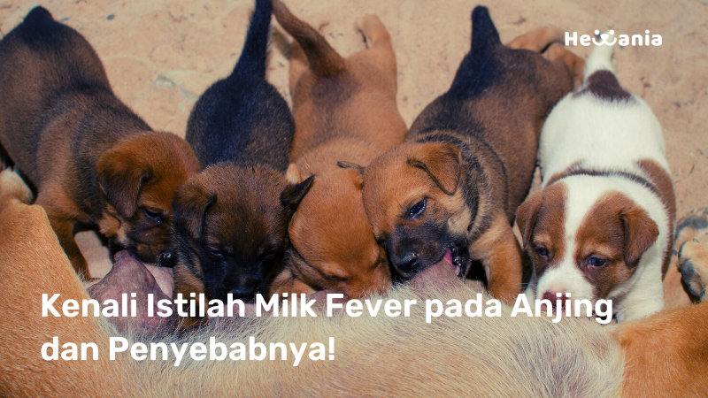 Anjing Mengalami Milk Fever? Kenali Istilahnya yuk!