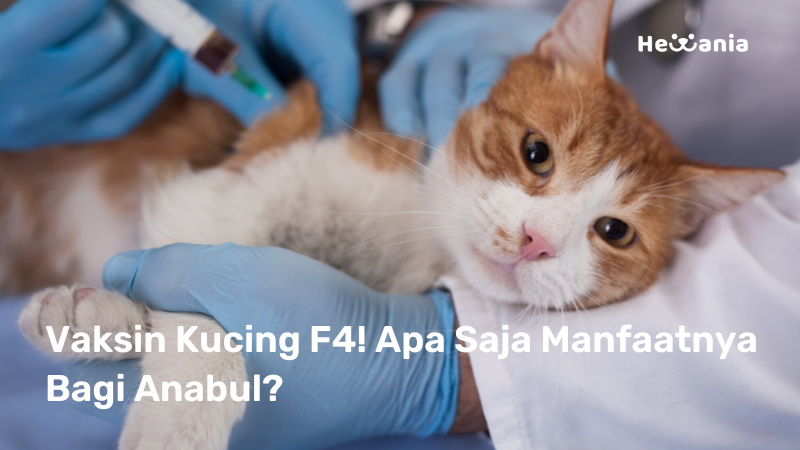 Yuk! Ketahui Fakta Tentang Vaksin Kucing F4