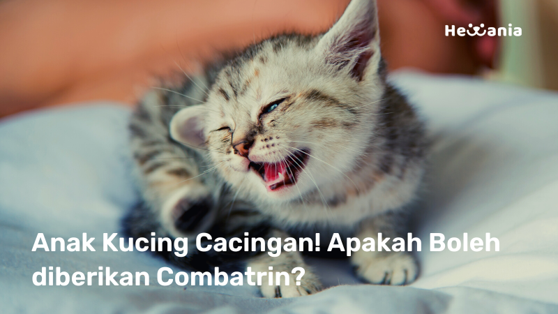 Benarkah Combatrin Baik Untuk Anak Kucing? Simak Penjelasannya