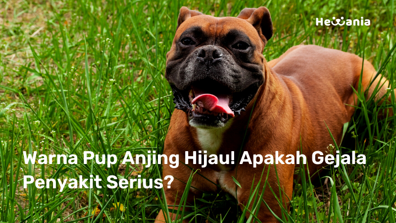 Warna Pup Anjing Hijau, Apakah Gejala Bengkak atau Penyakit Lain?