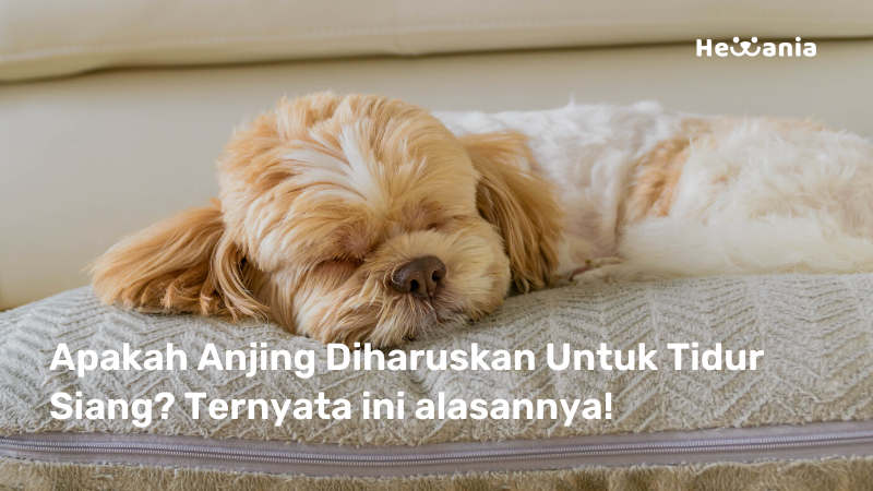 Benarkah Anjing Diharuskan Tidur Siang? Simak Penjelasannya!