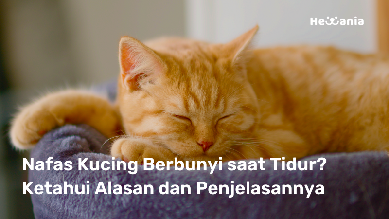 Nafas Kucing Berbunyi saat tertidur! Apakah Hal yang serius? Yuk simak penjelasannya