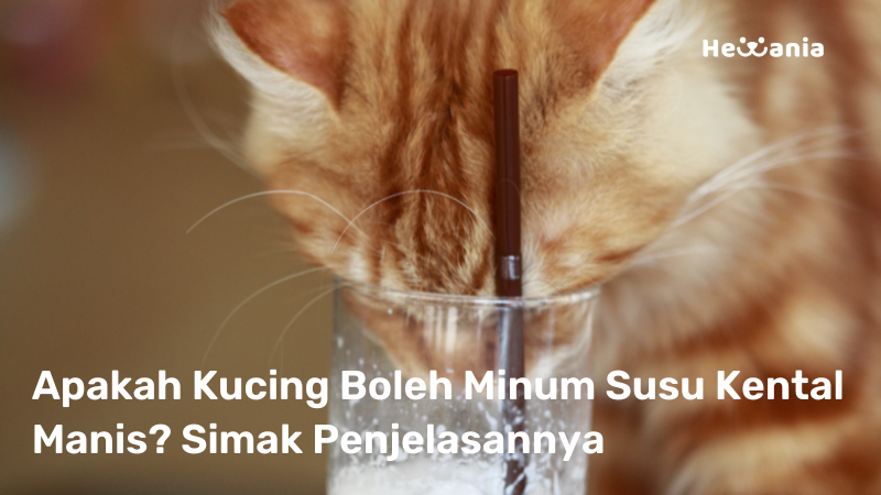 Kucing Boleh Minum Susu Kental Manis! Apakah Berbahaya?