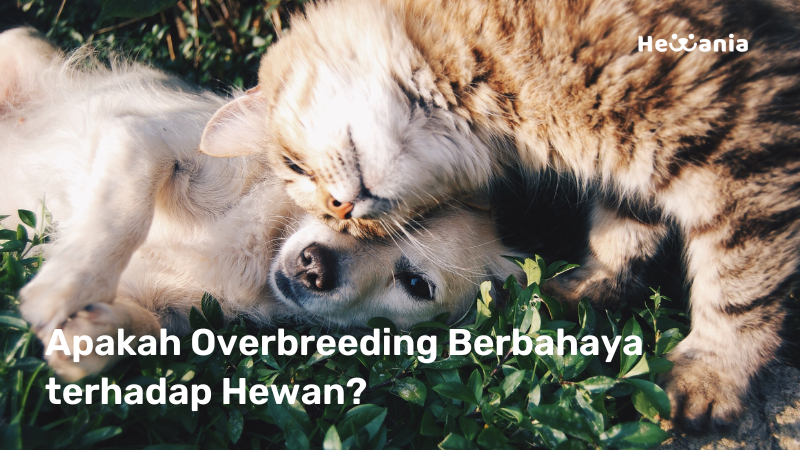 Overbreeding: Apakah Berpengaruh Buruk dengan Kesejahteraan hewan?
