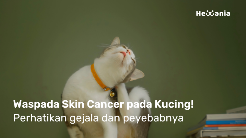 Waspada Skin Cancer Pada Kucing! Dan apa penyebabnya?
