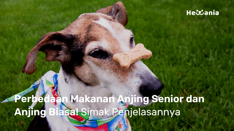 Komposisi Makanan Anjing Senior Apakah Berbeda? dengan Anjing Biasa