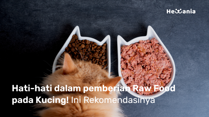 Apakah Kucing dapat mengkonsumsi Raw Food? Baca artikel berikut!