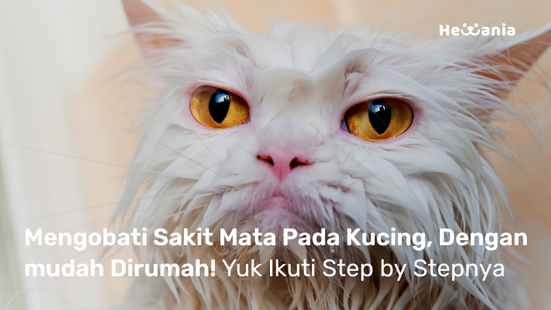 Step by Step Mengobati Sakit Mata pada Kucing secara Dirumah!
