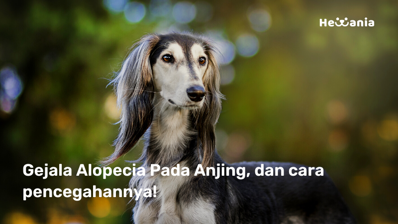 Kenali Penyakit Alopecia pada Anjing! dan Cara Mendiagnosanya