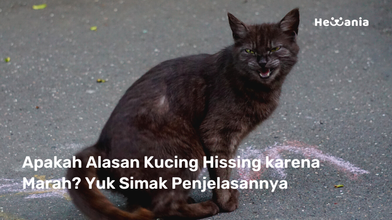 6 Alasan Kucing Hissing! Apakah artinya Kucing sedang Marah?