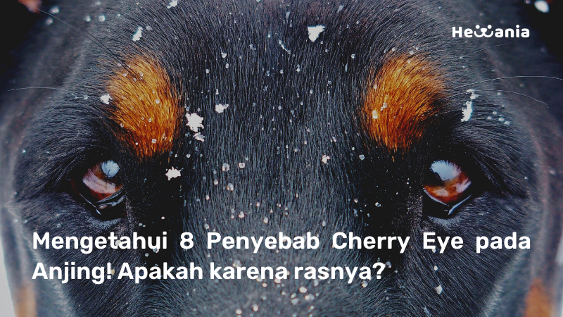 8 Penyebab Utama Cherry Eye pada Anjing