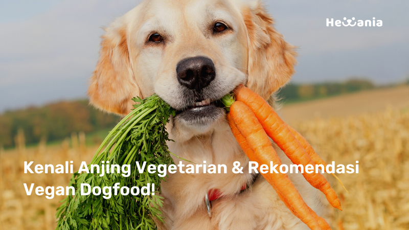 Diet Anjing Vegetarian & Pilihan Vegan Dogfood (Grain Free)