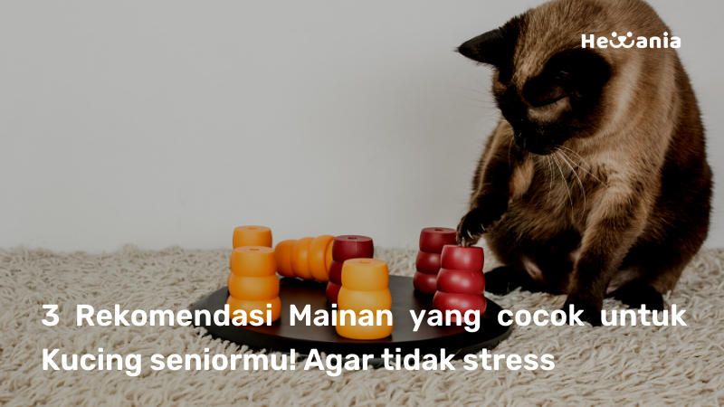Top 3 Mainan untuk Kucing Senior Kamu, membantu mengurangi Stress!