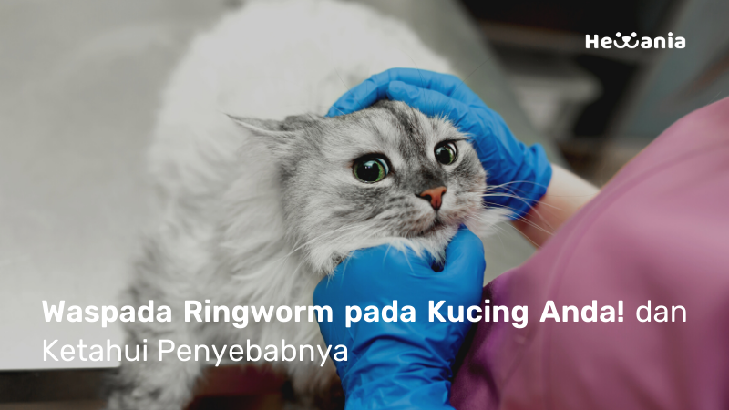 Semua yang perlu diketahui tentang Ringworm pada Kucing!