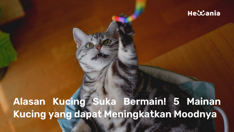 5 Mainan Kucing Terbaik! Yang bisa Naikin Mood Kucing Kesayangan