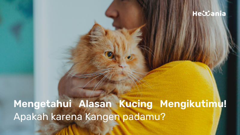 5 Alasan Kenapa Kucing Suka Mengikutiku? Ini Jawabannya!