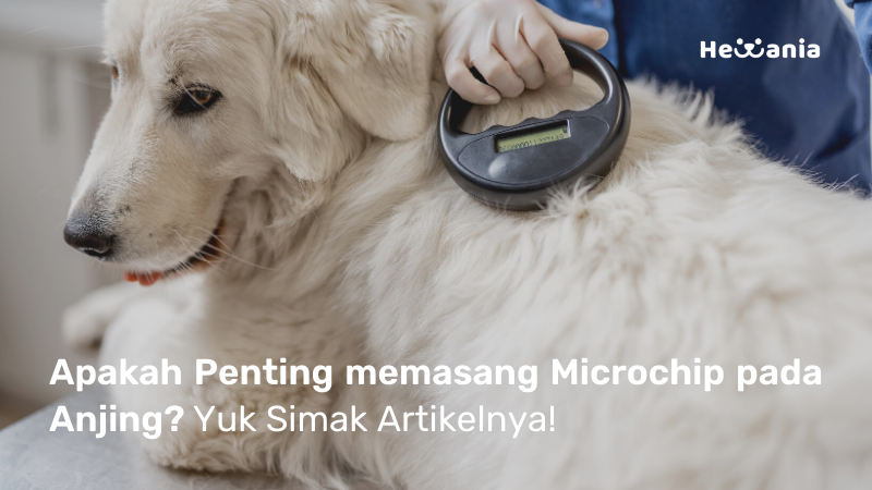 Pentingnya Pemasangan Microchip pada Anjing!