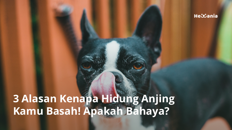3 Alasan Kenapa Hidung Anjing Basah. Apakah Bahaya?