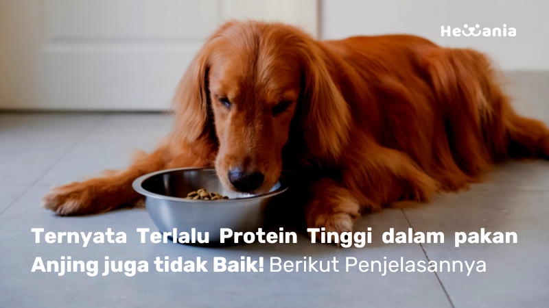 Ternyata jika kandungan protein tinggi pada pakan Anjing berbahaya! Simak Artikelnya