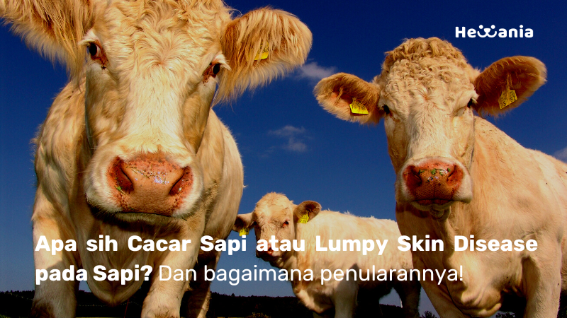 Semua yang perlu diketahui tentang Cacar Sapi atau Lumpy Skin Disease!