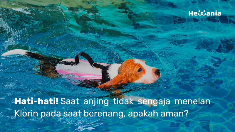 Apakah Zat Klorin pada Air Kolam Berenang aman tertelan Anjing?