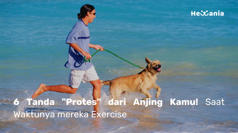 Ini 6 Cara Anjing “Protes” karena kurang exercise!