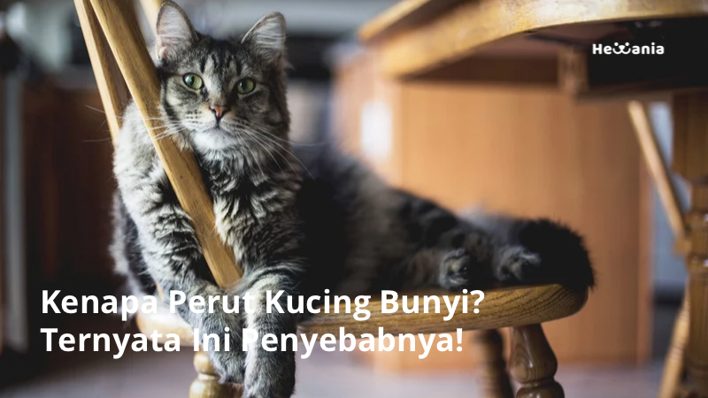 Kenapa Perut Kucing Bunyi? Ini Alasannya!