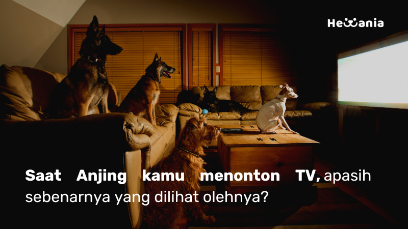Saat Anjing menonton TV apakah sebenarnya mereka lihat?