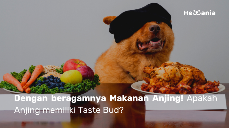 Apakah Anjing punya Taste Bud? untuk merasakan makanan!