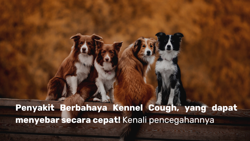 Hati-Hati Penyakit Menular pada Anjing, Kennel Cough! Ketahui Gejalanya