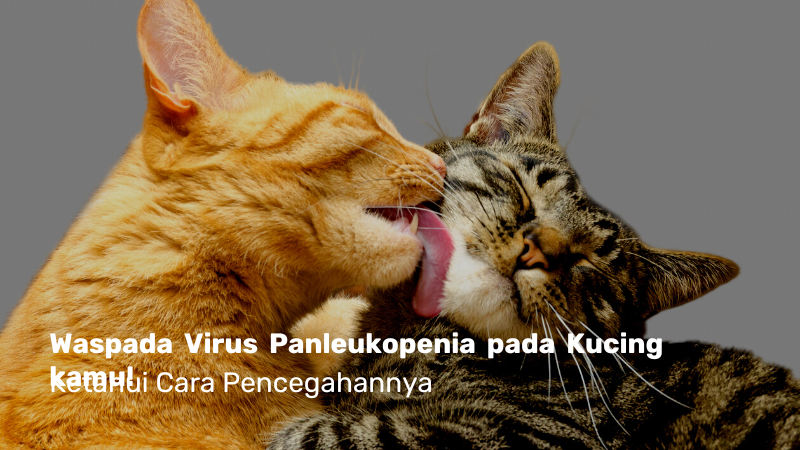 Bahaya Virus Panleukopenia pada Kucing! Simak Artikelnya
