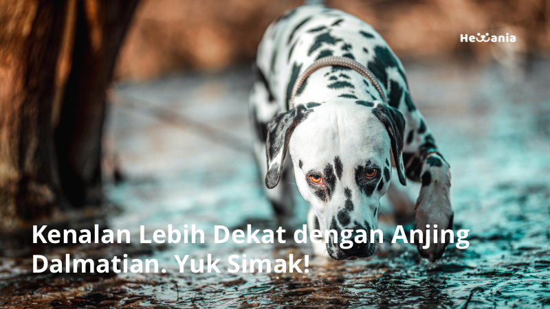 Kenalan Lebih Dekat dengan Anjing Dalmatian