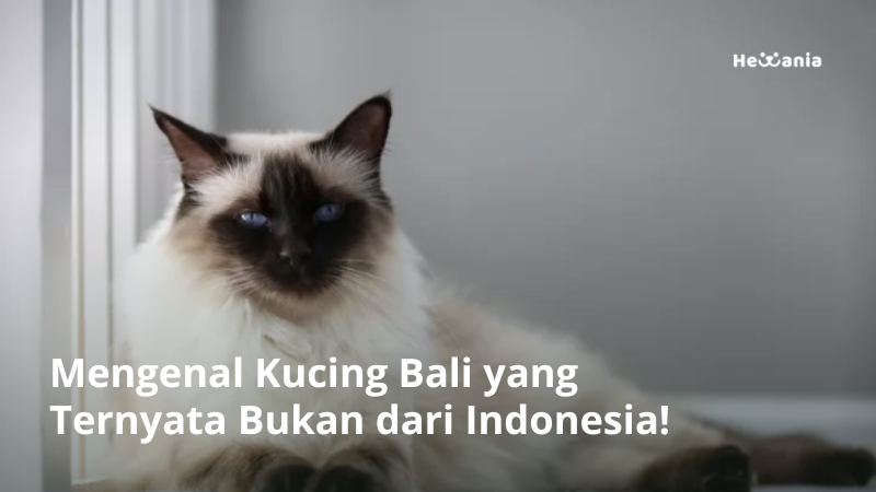 Mengenal Kucing Bali. Ternyata Bukan dari Indonesia!
