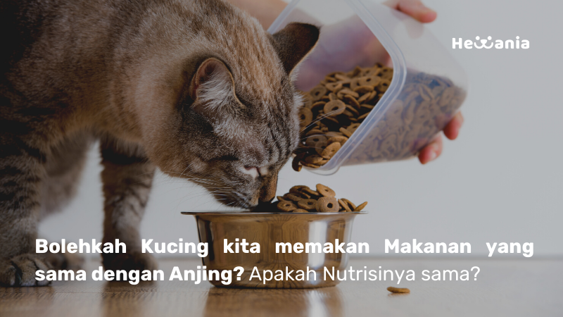 Bolehkah Kucing Memakan Makanan Anjing? Ketahui 7 Penjelasannya