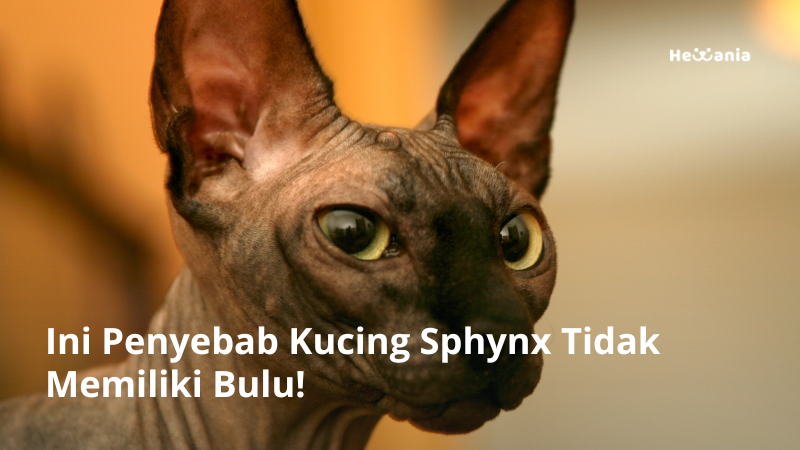 Ini Penyebab Kucing Sphynx Tidak Memiliki Bulu dan Sejarahnya