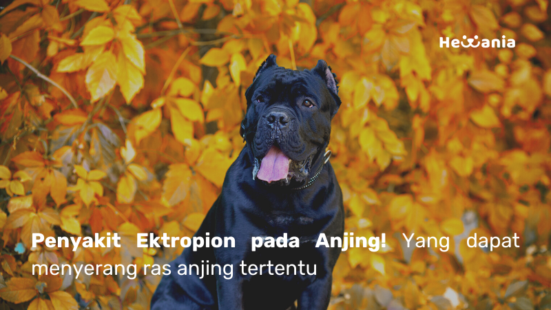 Mengetahui Ektropion pada Anjing: apakah itu?