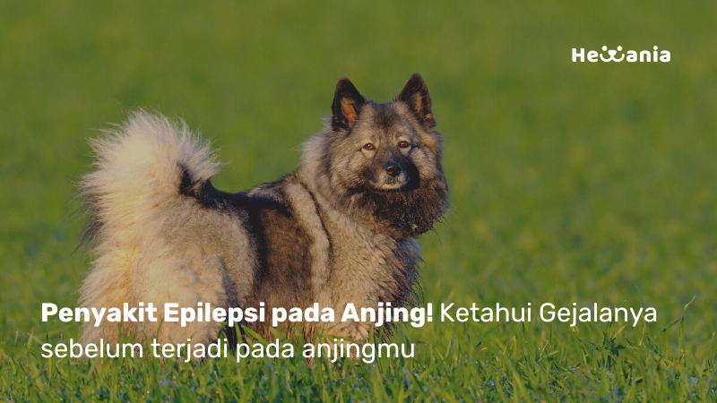Ketahui Gejala Epilepsi pada Anjing, jangan sampai anjing mengalaminya!
