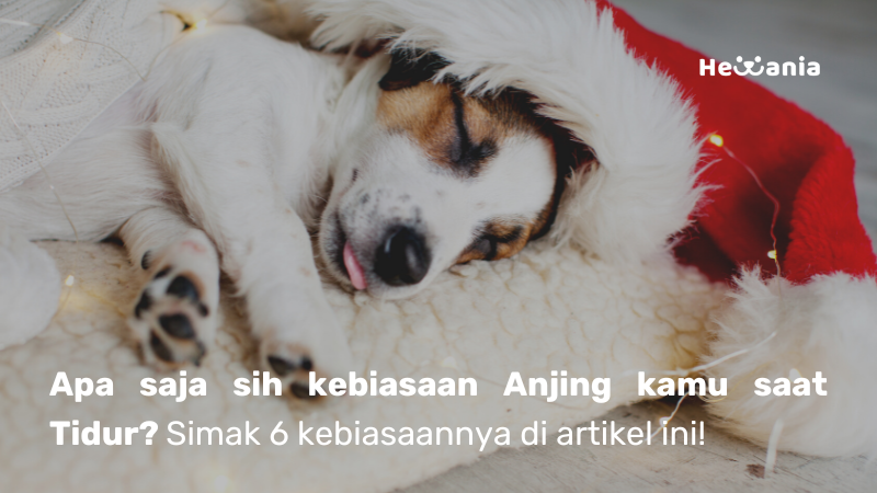 Yuk Ketahui 6 Kebiasaan Tidur Anjing Anda!
