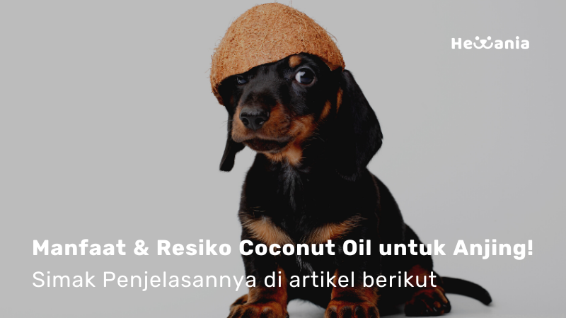 Manfaat dan Resiko Coconut Oil untuk anjing! Simak Artikelnya
